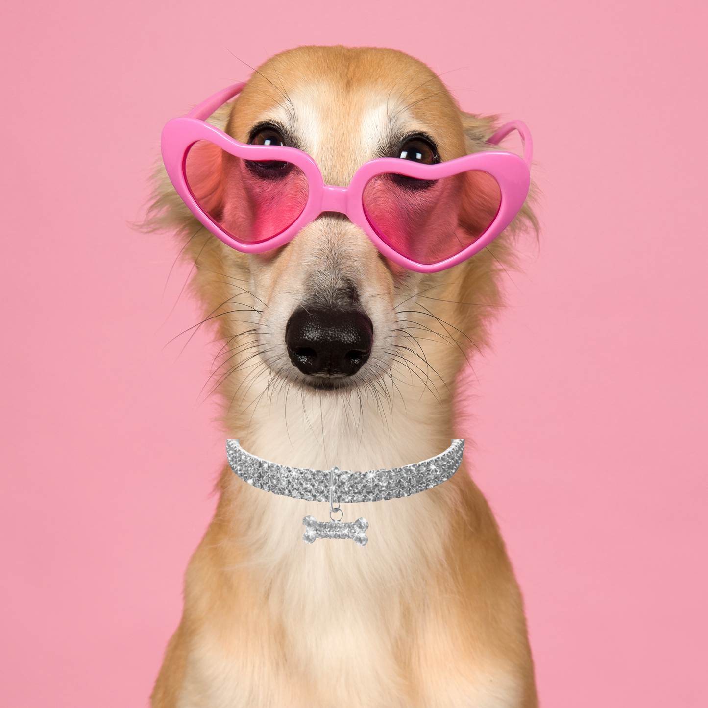 Pet Bling Pet Collar Collection