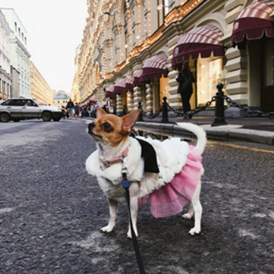 Pet Fashion Collection